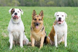 Does North Carolina Have Breed-Specific Dog Laws?